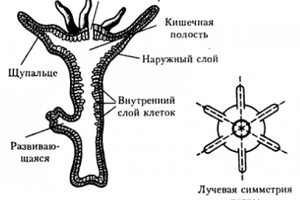 Как зайти на kraken в 2024