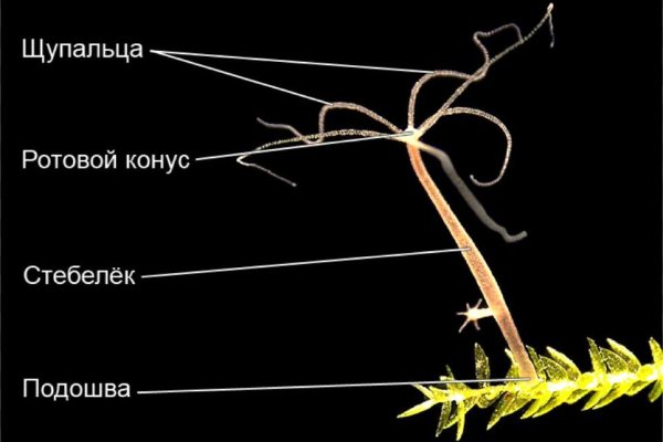 Почему в кракене пользователь не найден